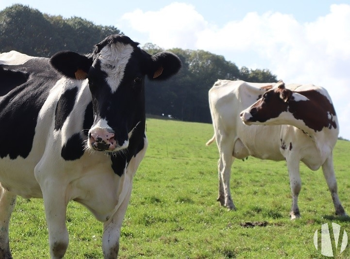 LOIRE-ATLANTIQUE. Dairy farm on 70 hectares