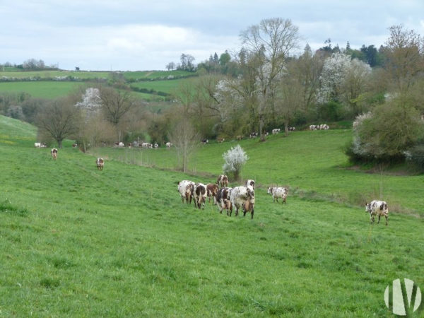 SARTHE. Exploitation laitière, volailles et cultures de 180 hectares, bonne rentabilité