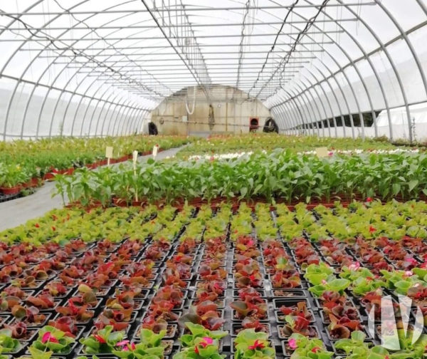 LIMOUSIN. Kwekerij en tuinbouw in het hart van Creuse