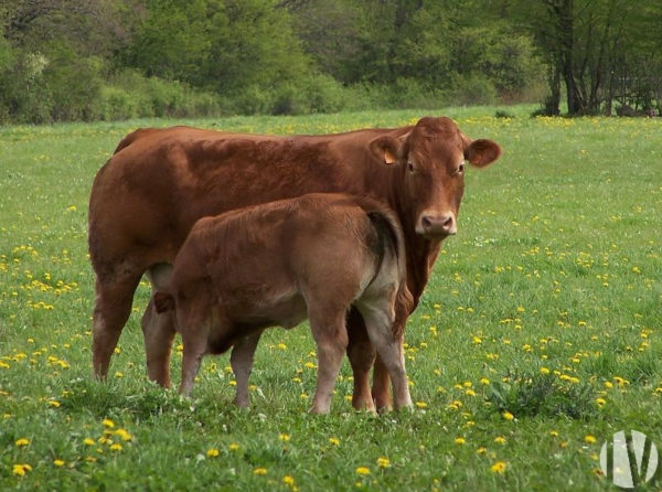 NORD LIMOUSIN. Biologische boerderij van 80 hectare