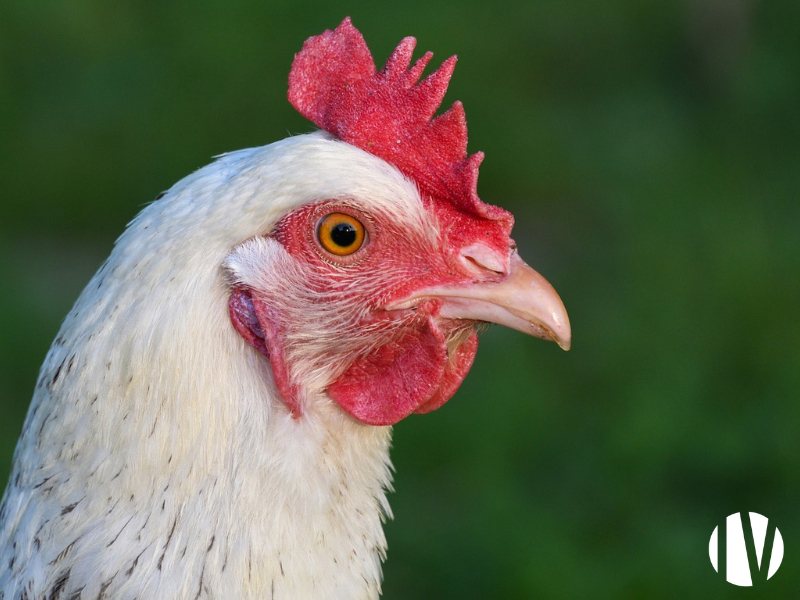 OUEST MAYENNE. Breeding hen farm