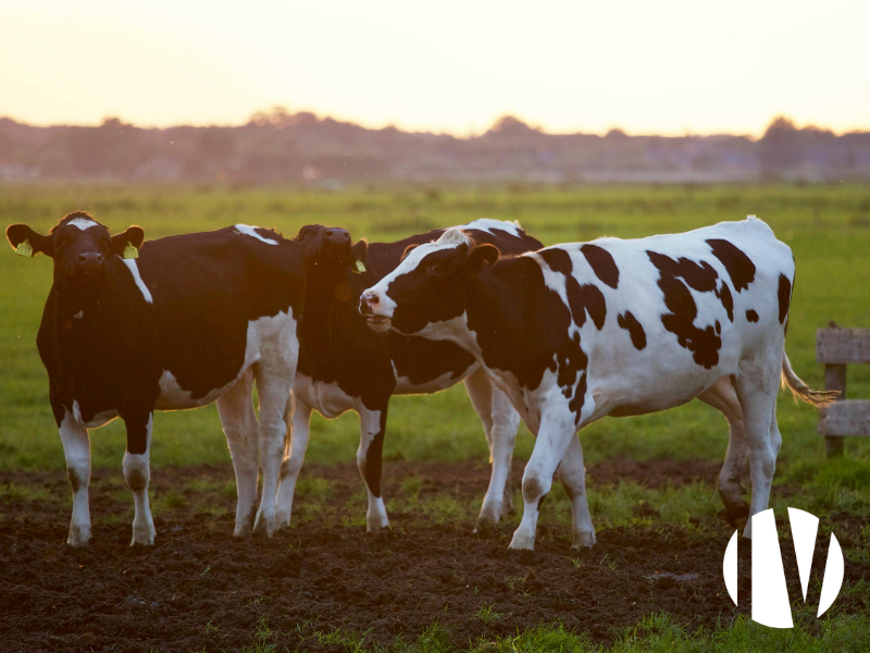 VENDEE. Dairy farm on 170 hectares