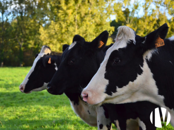 NOORD FINISTÈRE.Veehouderij met meerdere gewassen en 40 hectare direct toegankelijk