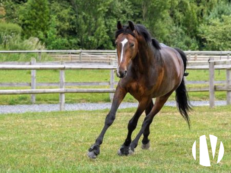 RARE – Belle propriété équestre de 6 Hectares en Loire-Atlantique