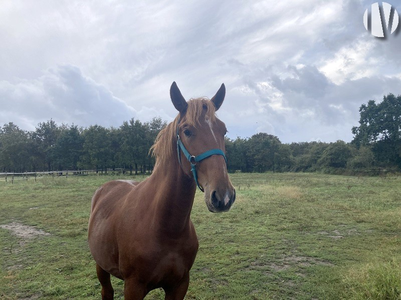 RARE. SUD LOIRE-ATLANTIQUE. Jolie propriété sur 6 hectares