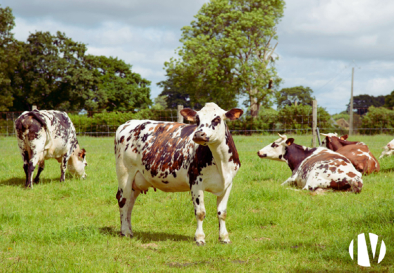 CALVADOS. Melkveebedrijf met BOB in een dynamische landbouwsector, 65 gegroepeerde hectares