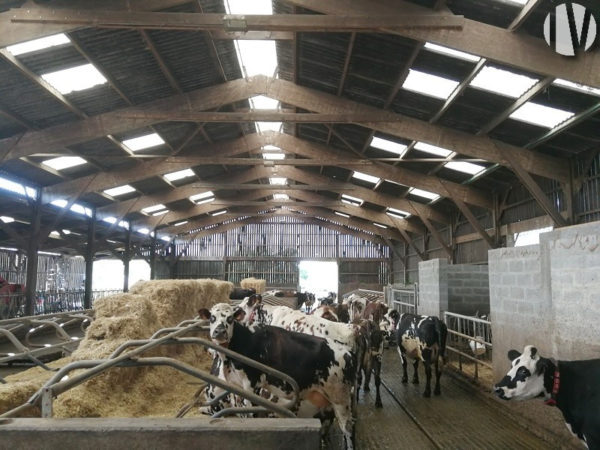 CALVADOS. Exploitation laitière en AOP dans un secteur agricole dynamique, 65 hectares groupés