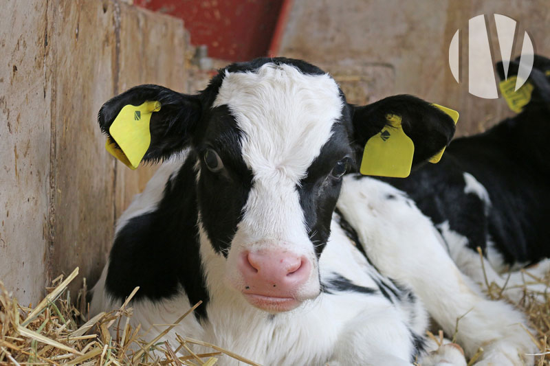 VENDEE. Veal calves 770 places, recent equipment