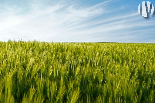 PAYS DE LA LOIRE, varkens en akkerbouw op meer dan 80 mooi verkavelde hectares