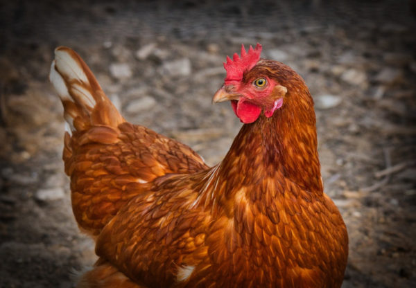 SUD FINISTERE. Exploitation de Poules Pondeuses en Plein Air sur 3 Hectares ? Baisse de Prix