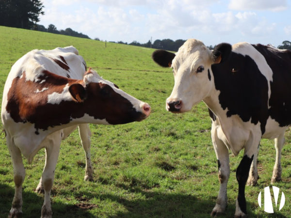 ILLE ET VILAINE. Melkveebedrijf op 78 hectare, goed rendabel