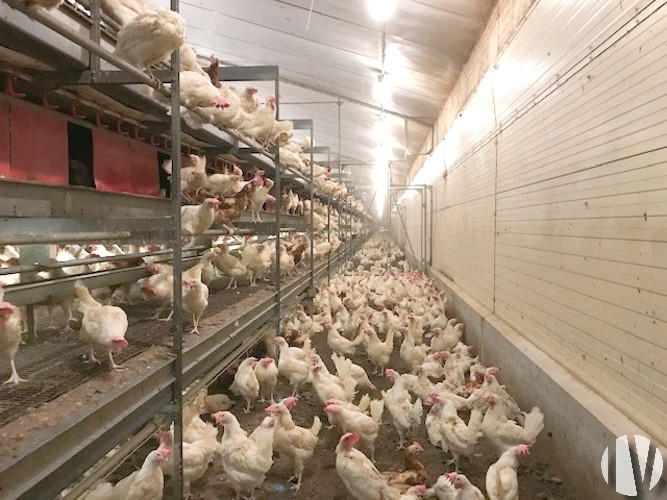 WESTERN FRANCE. 180,000 laying hens