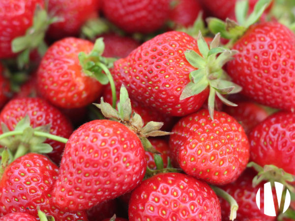 FINISTERE: Production de fraises sous 8000 m² de serres verres