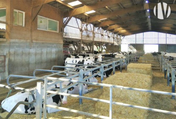 SOLD IN 2024 – MAINE ET LOIRE. Beautiful dairy site, 108 hectares, extremely grouped plot of land, processing