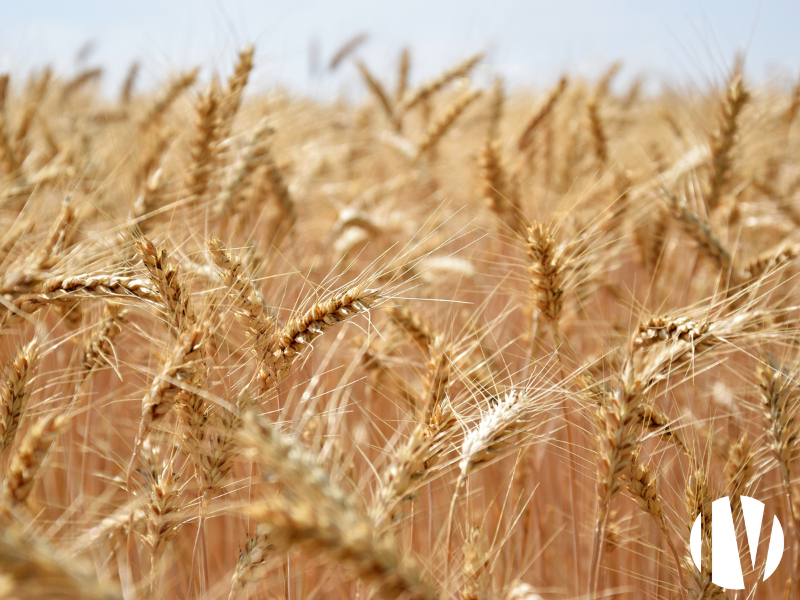 FINISTERE. Investissement foncier 27 hectares