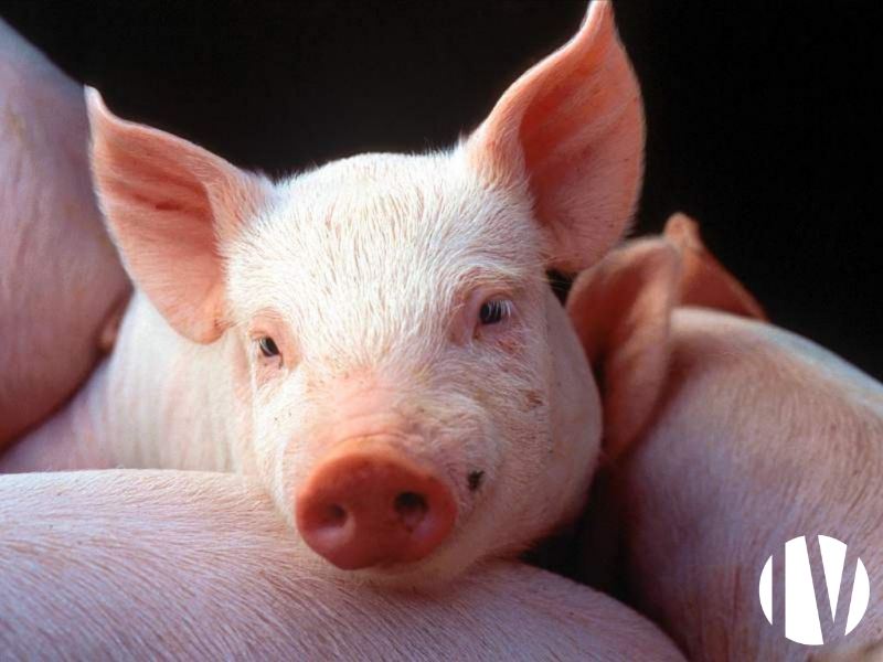 Finistère, Pig farm with 100 farrow-to-finish sows on 100 ha